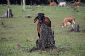 carne a base di funghi puo ridurre la deforestazione